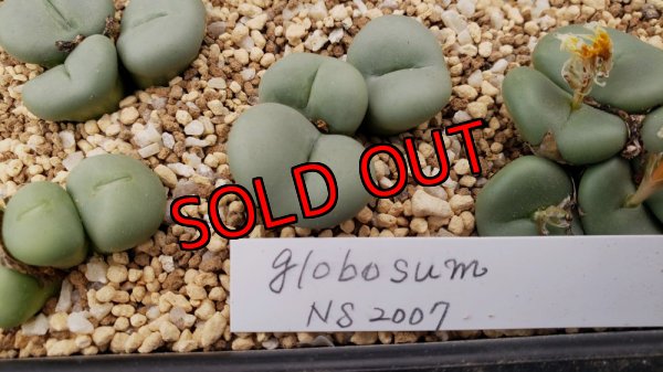 画像1: globosum NS2007 【25-12】