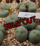 画像: globosum  【25-12】