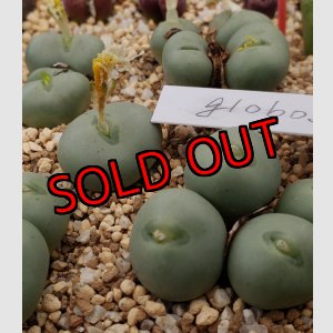 画像: globosum  【25-12】