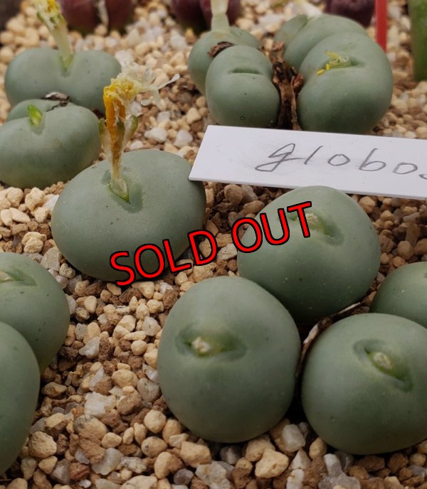 画像1: globosum  【25-12】