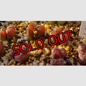 画像: pellucidum ssp. neohalii  ”Makin`s Plum”T2【25-12】