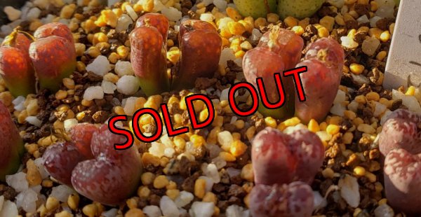 画像1: pellucidum ssp. neohalii  ”Makin`s Plum”T2【25-12】