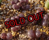 画像: pellucidum ssp. neohalii  ”Makin`s Plum”T3/4H【25-12】