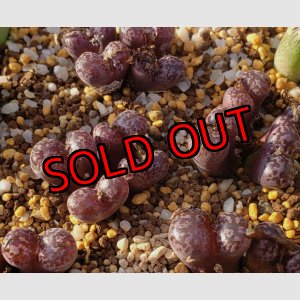 画像: pellucidum ssp. neohalii  ”Makin`s Plum”T3/4H【25-12】