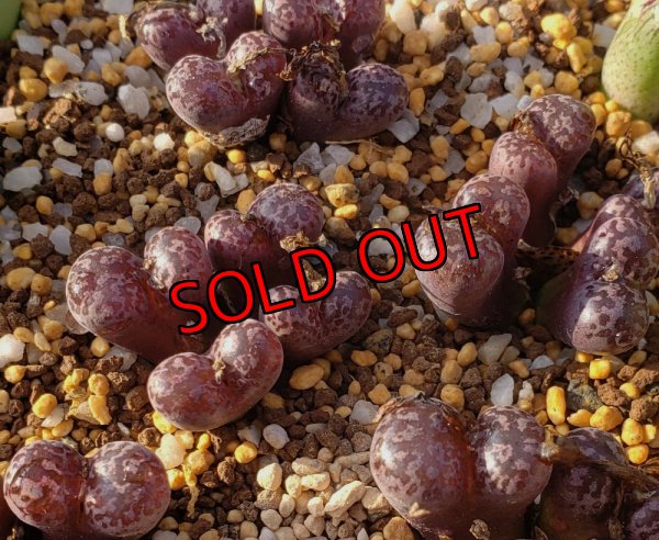 画像1: pellucidum ssp. neohalii  ”Makin`s Plum”T3/4H【25-12】