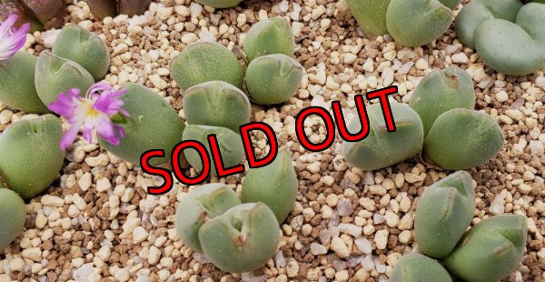 画像2: danielii（旧/jarmillae）/【25-12】