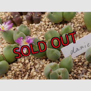 画像: danielii（旧/jarmillae）/【25-12】