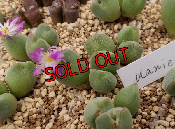 画像1: danielii（旧/jarmillae）/【25-12】