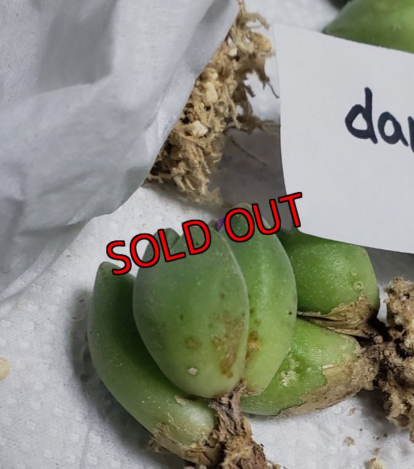 A/傷やシミがあるものがあります。