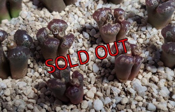 画像3: terricolor Window【25-12】