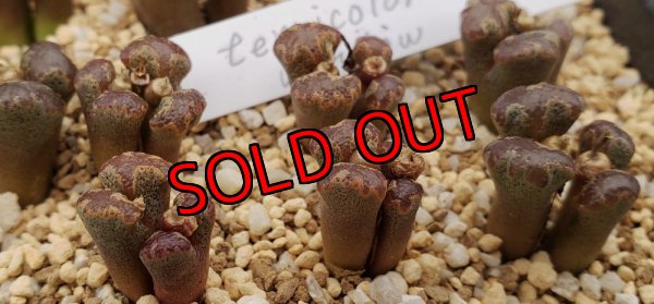 画像2: terricolor Window【25-12】