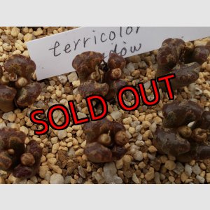 画像: terricolor Window【25-12】