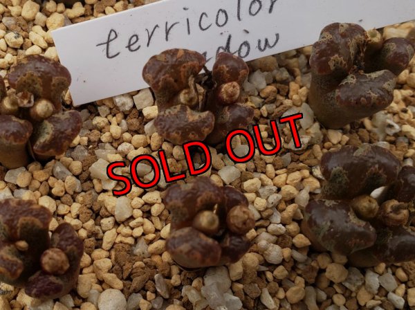 画像1: terricolor Window【25-12】