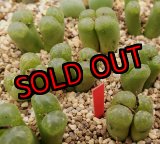 画像: pellucidum SH 2496 Omega Green【25-12】