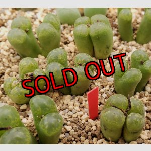 画像: pellucidum SH 2496 Omega Green【25-12】