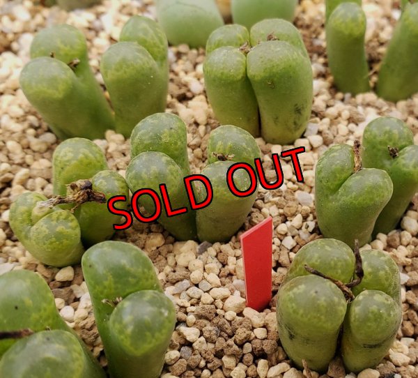 画像1: pellucidum SH 2496 Omega Green【25-12】