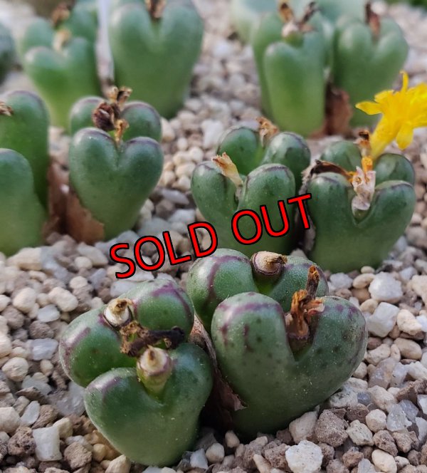 画像2: longibracteatum TWPB6749/4H【25-12】