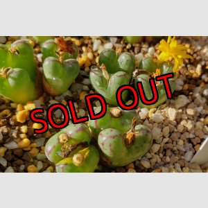 画像: longibracteatum TWPB6749/4H【25-12】