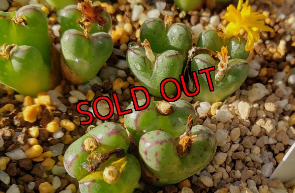 画像1: longibracteatum TWPB6749/4H【25-12】