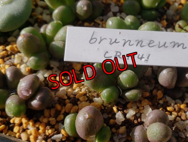 画像1: brunneuｍ　CR1141 【25-12】