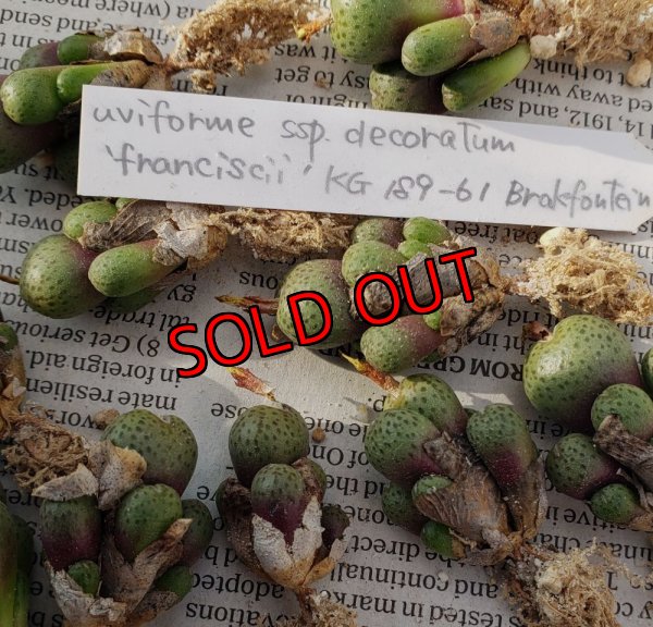 子株が外れそうなので皮はあまり剝いでません