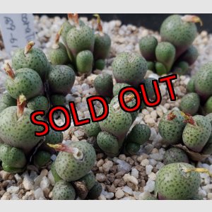 画像: uviforme subsp. decoratum KG189-61【25-12】