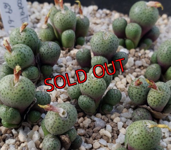 画像1: uviforme subsp. decoratum KG189-61【25-12】