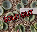 画像: crateriforme CR.1427 /2H【25-12】