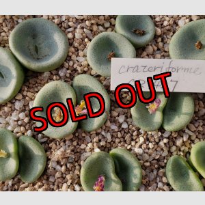 画像: crateriforme CR.1427 /2H【25-12】