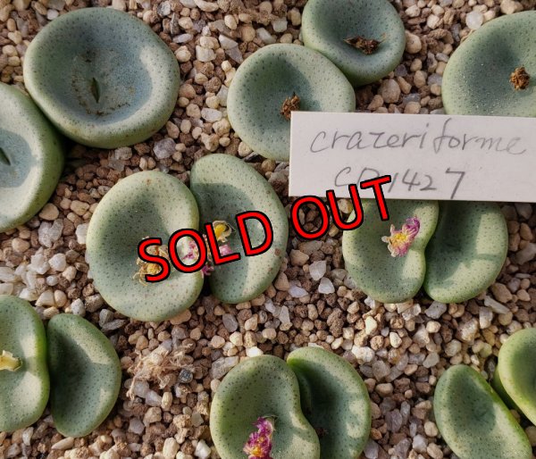 画像1: crateriforme CR.1427 /2H【25-12】