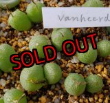 画像: vanheerdei RR1261【25-12】