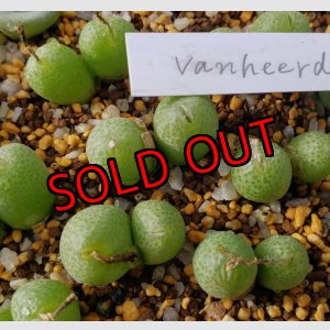 画像: vanheerdei RR1261【25-12】