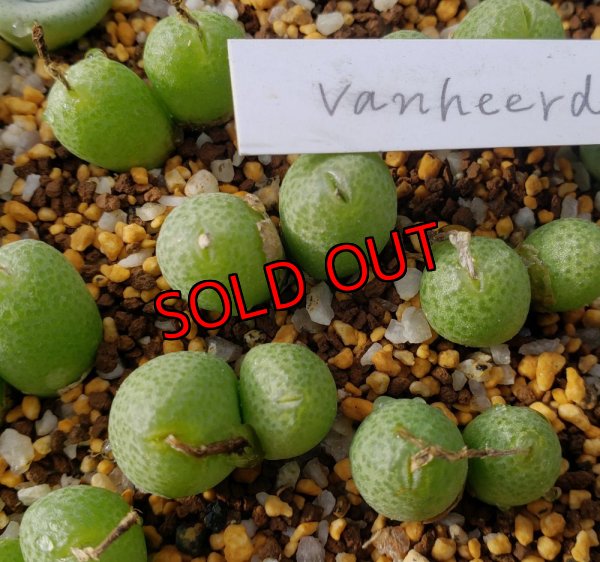 画像1: vanheerdei RR1261【25-12】