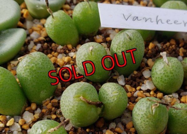 画像2: vanheerdei RR1261【25-12】