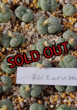 画像: Scitulum ex,Tischer【25-12】