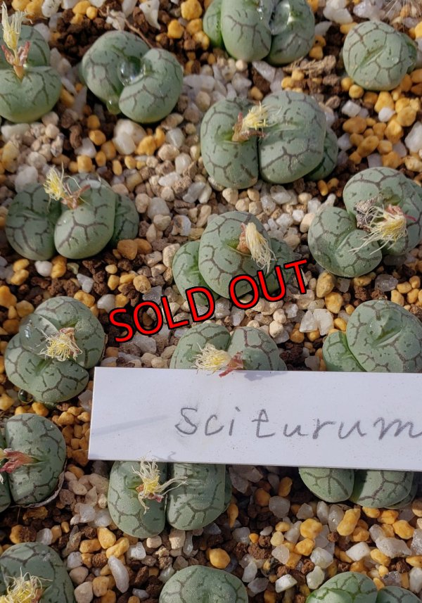 画像1: Scitulum ex,Tischer【25-12】