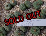 画像: tetragonum DT7778　【25-12】