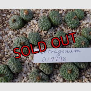 画像: tetragonum DT7778　【25-12】