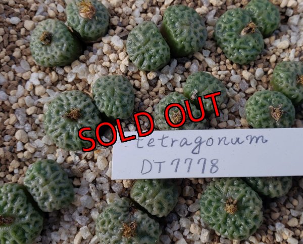 画像1: tetragonum DT7778　【25-12】