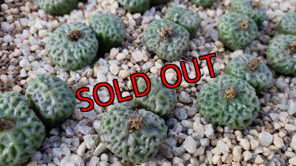 画像2: tetragonum DT7778　【25-12】