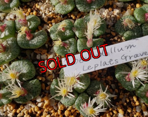 画像2:  obcordellum Lepld`s Grave【25-12】