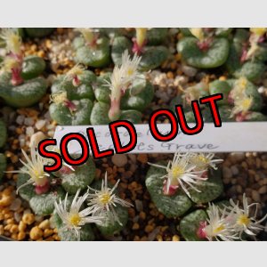 画像:  obcordellum Lepld`s Grave【25-12】