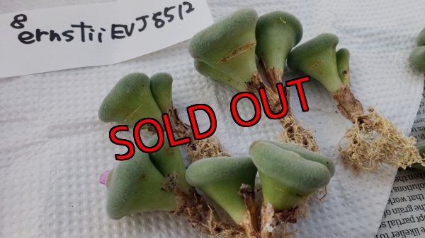 傷有りです。ご了承の上でご購入お願い致します。