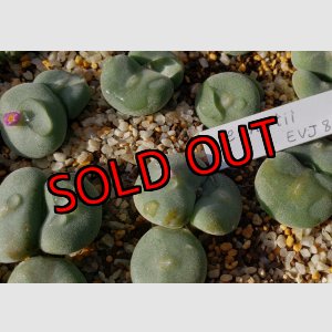 画像:  ernstii EVJ8512【25-12】