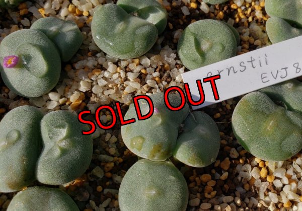 画像1:  ernstii EVJ8512【25-12】