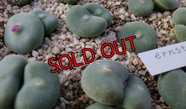 画像2:  ernstii EVJ8512【25-12】