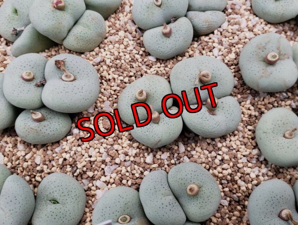 画像2:  jucundum subsp. ruschii【25-12】