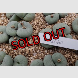 画像:  jucundum subsp. ruschii【25-12】