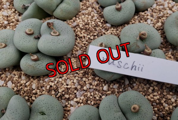 画像1:  jucundum subsp. ruschii【25-12】