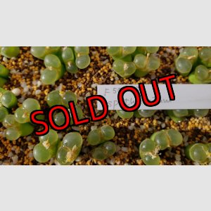 画像: F50-20 spathulatum【25-12】